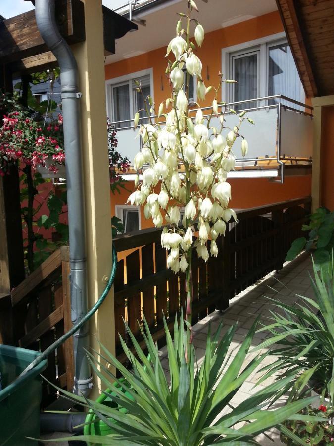 Weinstube Pension Moselbluemchen Zeltingen-Rachtig Εξωτερικό φωτογραφία